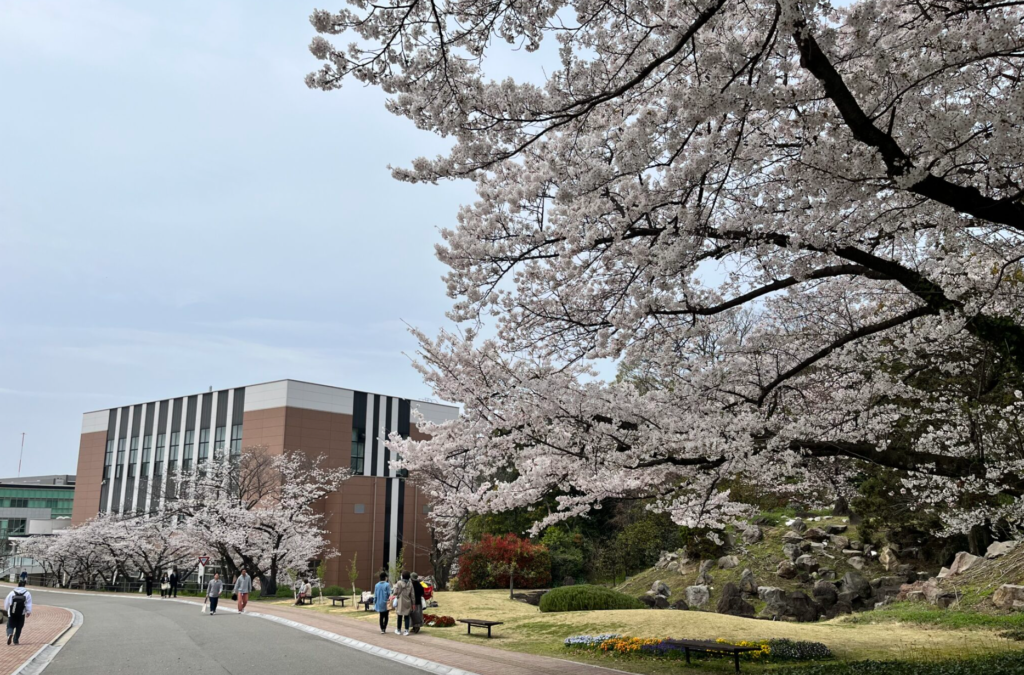 四天王寺大学の桜